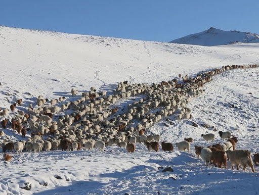 Улсын хэмжээнд хагас сая орчим мал хорогджээ